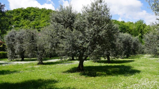 Ein Olivenhain auf einer Wiese, im Hintergrund ein bewaldeter Berg